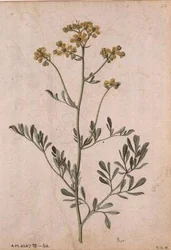 Ruta graveolens, kolem 1568