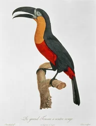 Giant Touraco, vyryto Guyardem (barevná rytina)