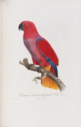 První varianta velkého loriho, vyryl Langlois, kolem roku 1801-05