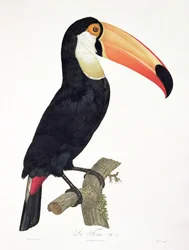 Tukan č. 2, z díla „History of the Birds of Paradise“ od Françoise Levaillanta, rytina Jacquese Louise Péréeho (nar. 1769), vydáno 1806