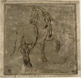 Kůň, Vidět Tři čtvrtiny Zezadu