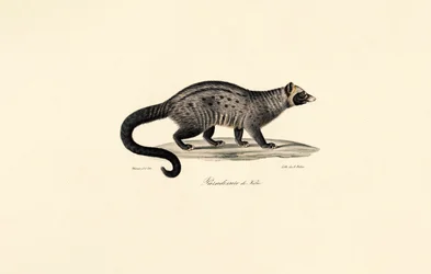 Civet africký