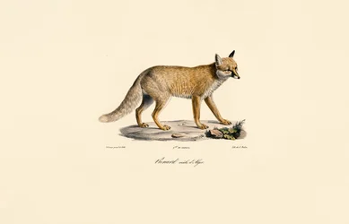 Alžírská liška ryšavá