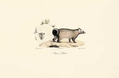 Civet asijský palmový