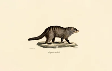 Mangusta páskovaná