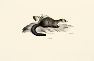 Buk Marten