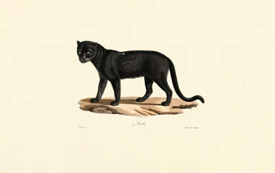 Černý jaguár (Panthera onca)