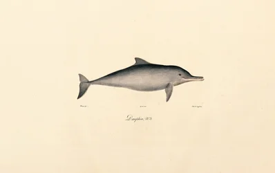 Delfín skákavý (Tursiops truncatus)