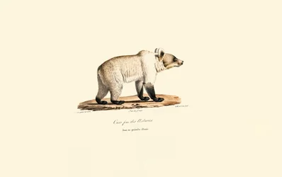 Kantaberský medvěd hnědý (Ursus arctos pyrenaicus)