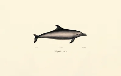 Delfín obecný (Delphinus delphis)