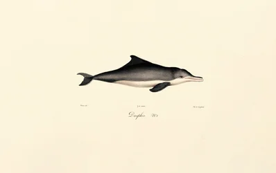 Delfín obecný (Delphinus delphis)