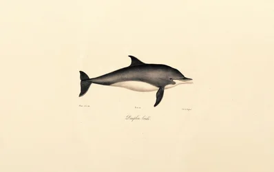 Delfín obecný (Delphinus delphis)
