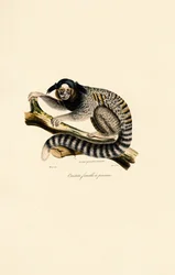 Marmoška obecná (samice)