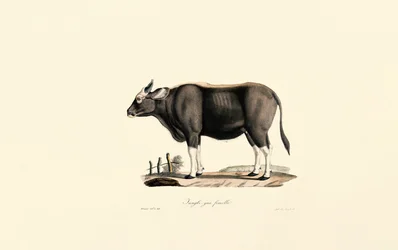 Gaur Fena