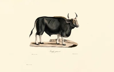 Gaur Samec