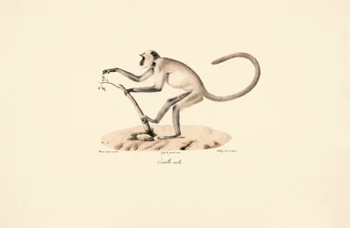 Hanuman Langur šedý