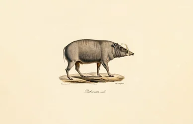 Samec Babirusa