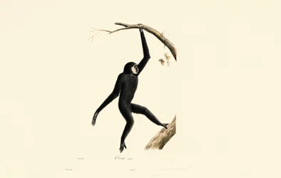 Muž Siamang
