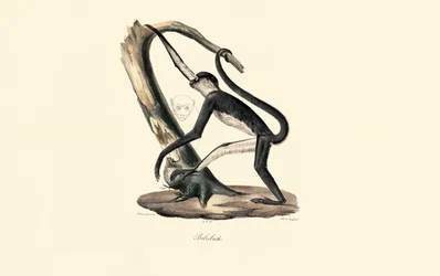 Guereza plášťová