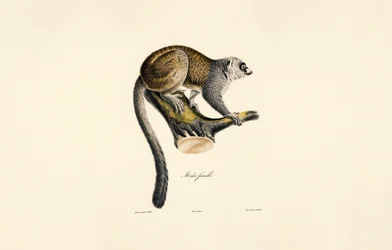 Lemur mongolský (samice)