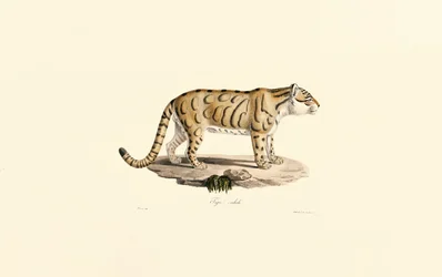Ocelot (Leopardus pardalis)