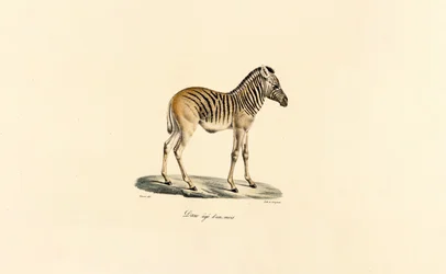 Jednoletá horská zebra