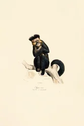 Gibon pileated