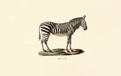 Zebra rovinná, samice