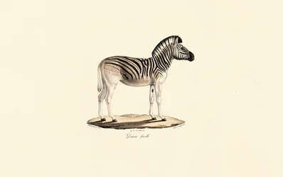 Quagga, samice