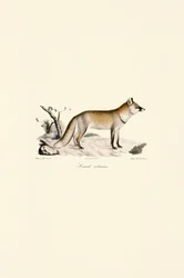 Liška obecná (Vulpes vulpes)