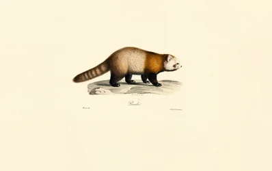 Panda červená (Ailurus fulgens)