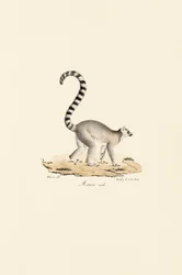 Samec lemura kata