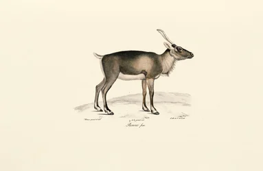 Pižmoň sibiřský (Moschus moschiferus)