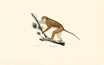 Makak tibetský