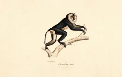 Mangabey bělolící (samec)