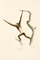 Gibon bělolící (Hylobates lar)