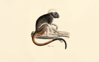 Bílohlavá opice Colobus Red
