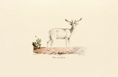 Varianta bílého daňka