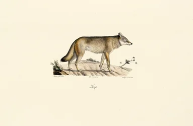 Vlk (Canis lupus)