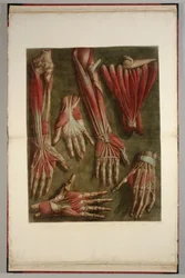 Skupina pitvaných rukou, 1745-46
