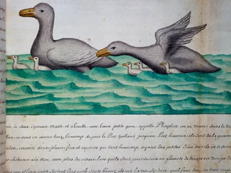 Kachny zvané Ploplos, Magellanův průliv, akvarel z lodního deníku od Jacquese Gouina de Beauchesne (1652-1730), kapitána Compagnie royale de la Mer du Sud, v letech 1698 až 1701, Francie
