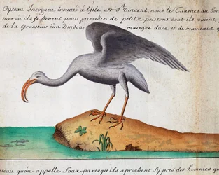 Ibis bílý (Eudocimus albus), ostrov Sao Vicente, Kapverdy, akvarel z lodního deníku Jacques Gouin de Beauchesne (1652-1730), kapitán Compagnie royale de la Mer du Sud, od 1698 do 1701, Francie