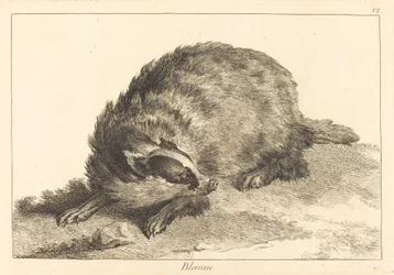 Blereau (jezevec)