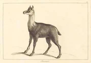 kamzík (kamzík)