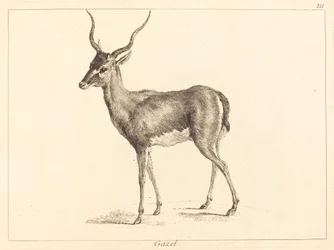 gazela (Gazelle)