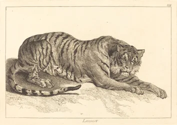 Leopard (Leopard nebo tygr)