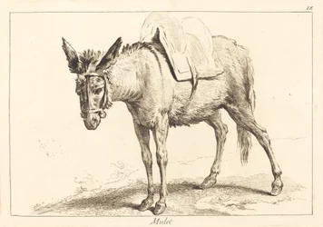 Mulet (mezek nebo osedlaný osel)