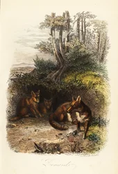 Rodina lišek obecných, Vulpes vulpes, mimo doupě