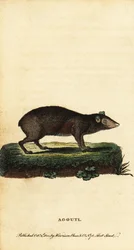 Agouti, druhy Dasyprocta. ,1800 (rytina)