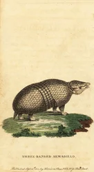 Brazilský pásovec třípásý, Tolypeutes tricinctus, 1800 (rytina)